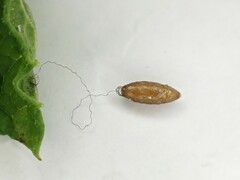 Meteorus pulchricornis