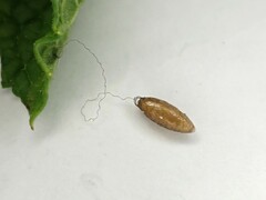 Meteorus pulchricornis