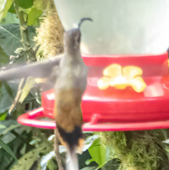 Phaethornis syrmatophorus
