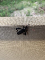 Anoplocnemis curvipes