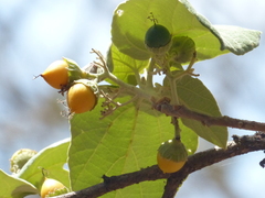 Cordia macleodii