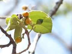 Cordia macleodii