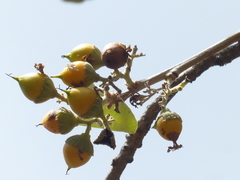 Cordia macleodii