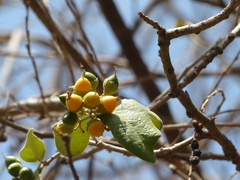 Cordia macleodii