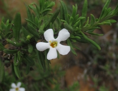 Chaenostoma hispidum