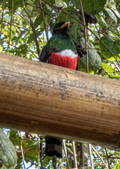 Trogon personatus