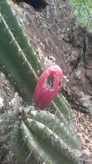 Cereus