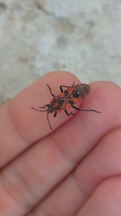 Spilostethus pandurus