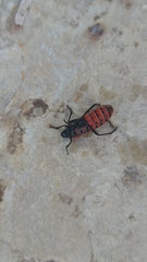 Spilostethus pandurus