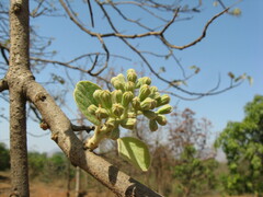 Cordia macleodii