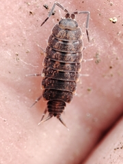 Porcellionides cingendus