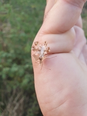 Pephricus