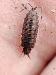 Porcellionides cingendus