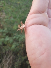 Pephricus