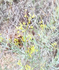 Bupleurum fruticescens