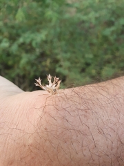 Pephricus