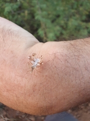 Pephricus