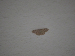 Scopula luridata