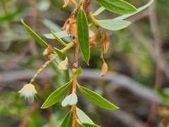 Salix mucronata