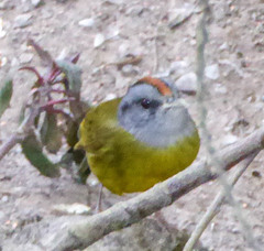 Myiothlypis coronata