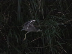 Nycticorax nycticorax