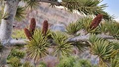 Cedrus libani