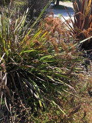 Machaerina sinclairii