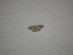 Scopula luridata