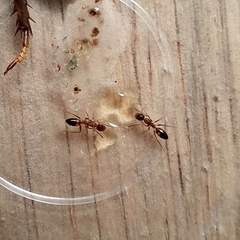 Camponotus albosparsus