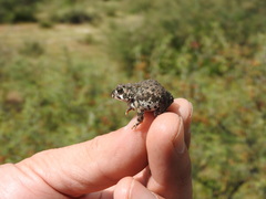 Anaxyrus compactilis