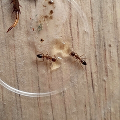 Camponotus albosparsus