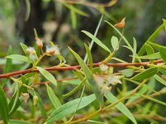 Salix mucronata