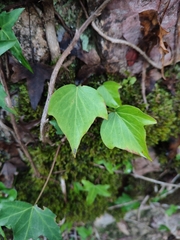 Hedera iberica