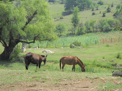 Equus asinus × caballus