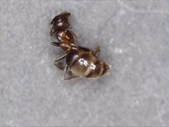 Lasius