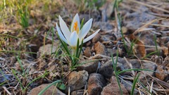 Crocus aleppicus