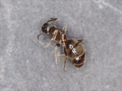Lasius