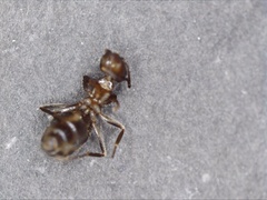 Lasius