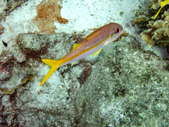 Mulloidichthys martinicus