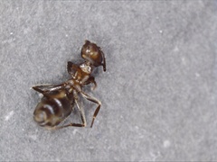 Lasius