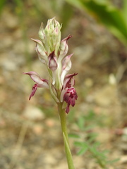 Anacamptis coriophora fragrans