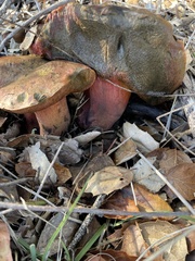 Suillellus amygdalinus