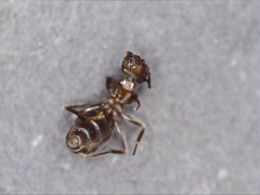 Lasius