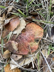 Suillellus amygdalinus