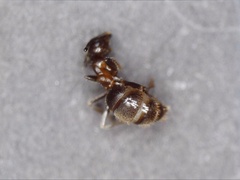 Lasius