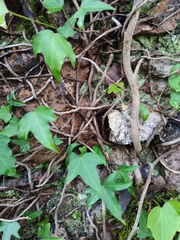 Hedera iberica