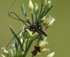 Sphaenothecus bilineatus