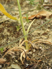 Anacamptis coriophora fragrans