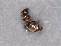 Lasius