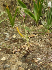 Anacamptis coriophora fragrans